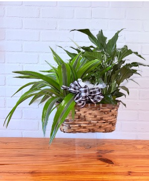Peace Lily + Lemon Lime Dracena DOUBLE BAMBOO BASKET COMBO
