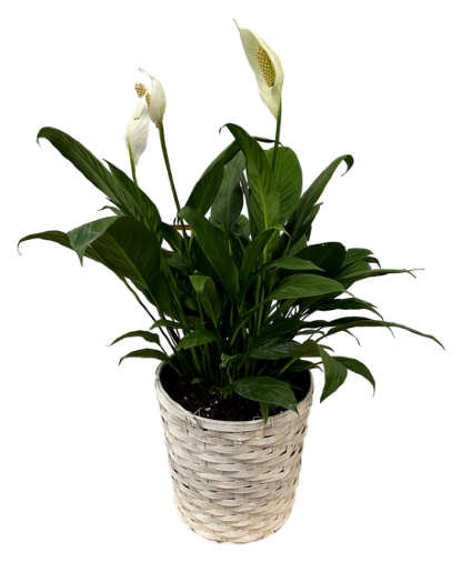 Peace Lily Medium 