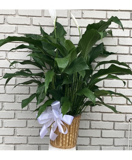 Peace lily  Peace lily