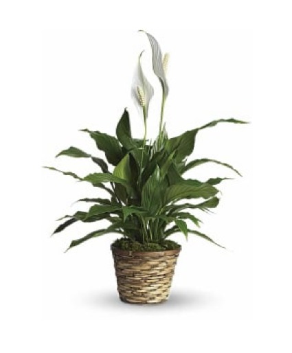 Peace Lily Plant