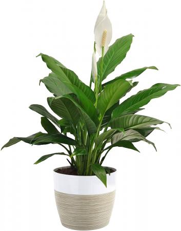 Peace Lily Plant