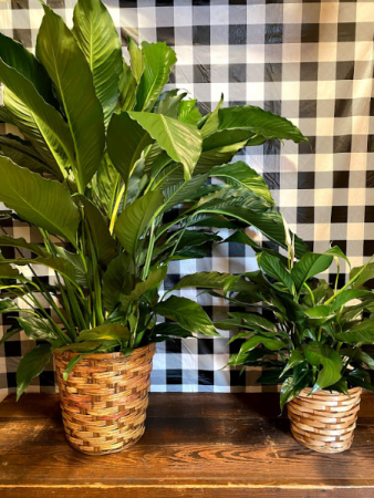Peace Lily Plant