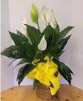 Peace Lily Plant - 6 inch diameter pot Plant