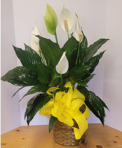 Peace Lily Plant - 6 inch diameter pot Plant