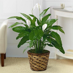 Peace Lily Plant 