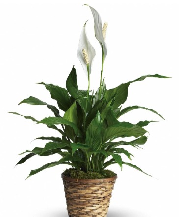 Peace Lily Plant in Frederick, MD | Maryland Florals