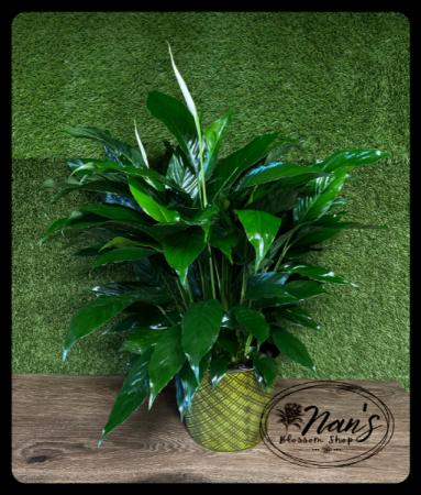 Peace Lily Plant 