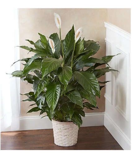 Peace Lily Plant 