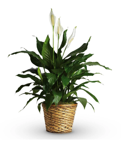 Peace Lily Plant 