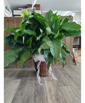 Peace Lily  Plant