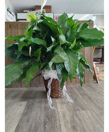 Peace Lily  Plant