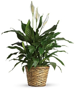 Peace Lily Plant 