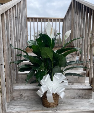 Peace Lily Plant