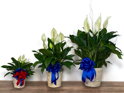 Peace Lily  Plant