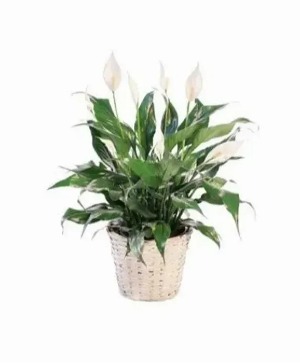 Peace Lily  in Basket
