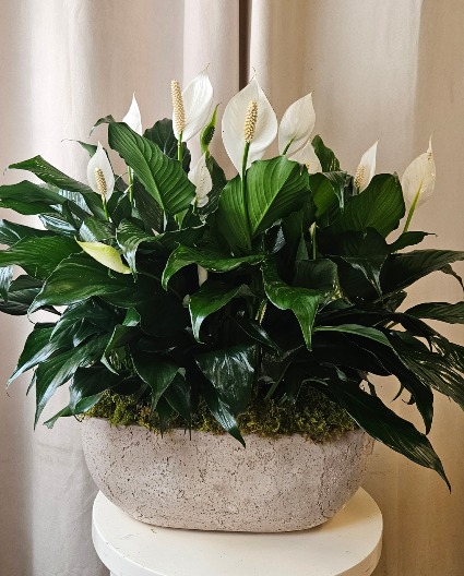 Peace Lily Plant  