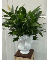 Peace Lily Plant