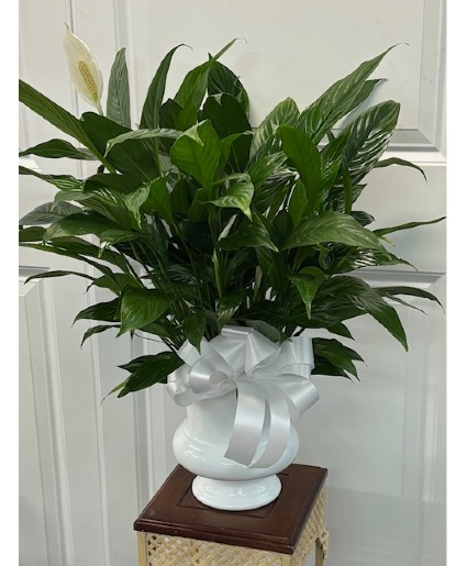 Peace Lily Plant