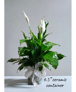 brazil pothos plant Philodendron Brazil Cuttings | Heartleaf Philodendron & Marble Queen Pothos  Cuttings