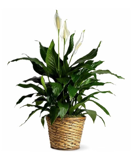 Peace Lily Plant 