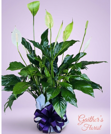 Peace Lily Plant  in Talladega, AL | GAITHER'S FLORIST