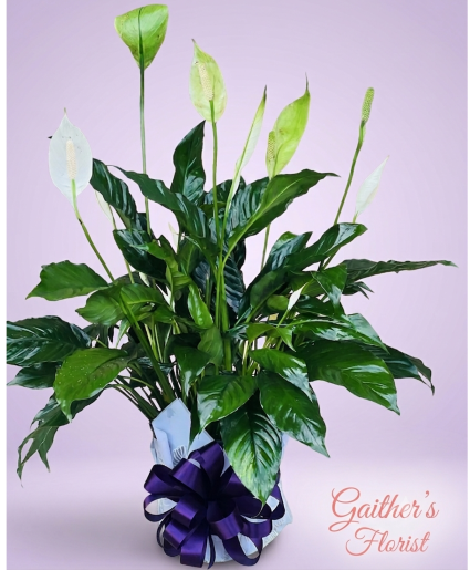 Peace Lily Plant 