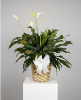 Peace Lily Plant 