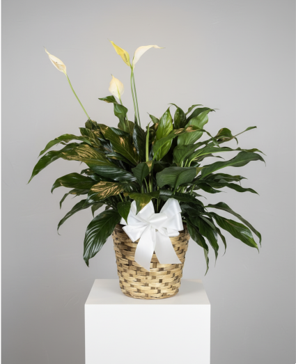 Peace Lily Plant 