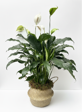 PEACE LILY PLANT 