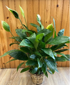 Peace Lily Plant