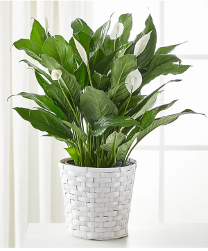 Peace Lily Plant 