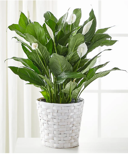 Peace Lily Plant 