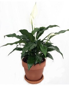 Peace Lily Plant