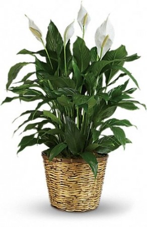 Funeral & Sympathy Plant 