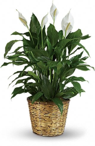 Funeral & Sympathy Plant 