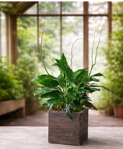 Peace Lily Plant  Green & Blooming Plants