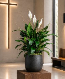 Peace Lily Plant  Green & Blooming Plants