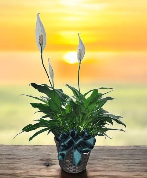 Peace Lily Plant in Basket FHF-P211 Plant Local delivery only in Elkton, MD  - FAIR HILL FLORIST
