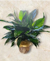 Peace Lily Plant in Container FHF-992 