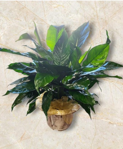 Peace Lily Plant in Container FHF-992 
