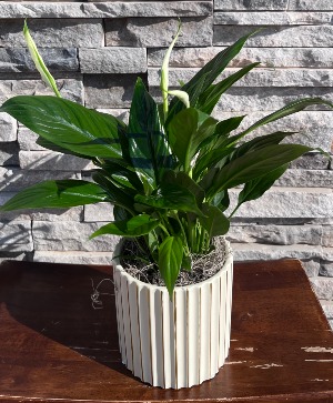 Peace Lily Plant in Pot  plant 