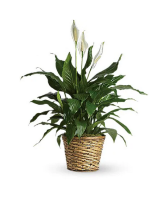 Peace Lily Plant 8" plant