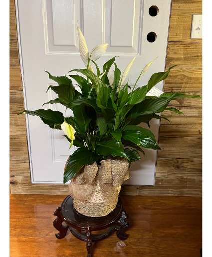 Peace Lily Plant Plant