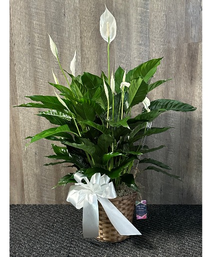Peace Lily Plant