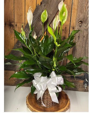 PEACE LILY PLANT Plant