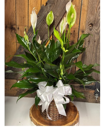 PEACE LILY PLANT Plant