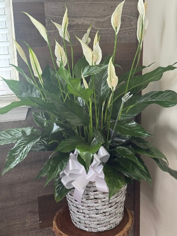 Peace Lily Plant Plant in Moncks Corner, SC | Mama and Me Flowershack