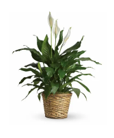 Peace Lily Plant plant