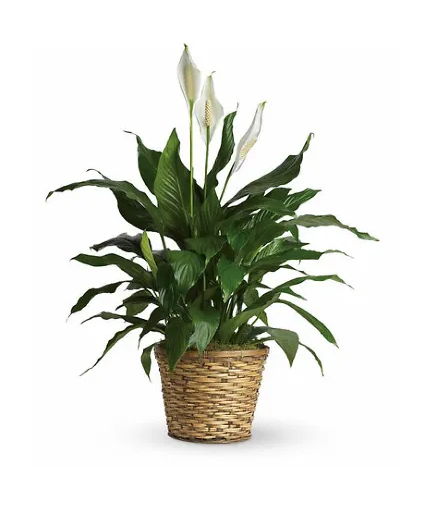 Peace Lily Plant plant