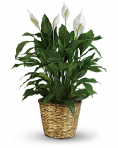 PEACE LILY PLANT (8 INCH POT) Spathiphyllum clevelandii